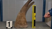 Pašované rohy nosorožce tuponosého byly ukryty v jádru cívky.