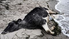 Odkud se berou záhadně uhynulé krávy na březích Skandinávie?