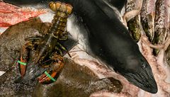 Takhle drahé ryby jsem nikde nevid�l, �íká Roman Van�k.