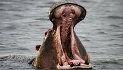 Zambezi nad vodopády je plná hroch.