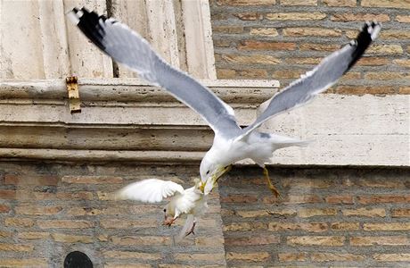 Na holubici vyputnou z okna Apotolského paláce zaútoil racek.