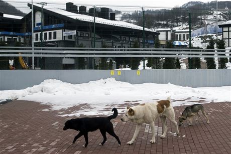 Kolem olympijských areál se potloukají desítky ps