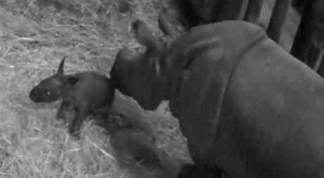 V zoo Plze se narodilo mld vzcnho nosoroce indickho