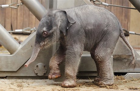 Novorozené slůně ostravské samice slona indického.