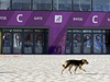 Kolem olympijských areál se potloukají desítky ps