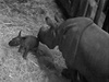 V zoo Plzeň se narodilo mládě vzácného nosorožce indického