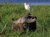 Vedle slon si mokady v Amboseli nejvíc uívají buvoli.