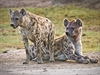 Hyeny jsou v Amboseli respektovaným predátorem. Bez nich by v parku ádily...