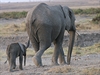 V prbhu jednoho roku se v Amboseli narodí 20-40 mláat. Paní Cynthia pesn...