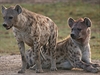 Hyeny mají v Amboseli veliký respekt. Bez nich by hrozily v parku epidemie.
