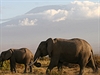 Sloni a Kilimandáro. To v Amboseli patí k sob.