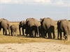 Jednotlivé sloní rodiny se u napajedel a v mokedech pravideln stídají.