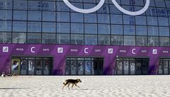 Kolem olympijských areál� se potloukají desítky ps�
