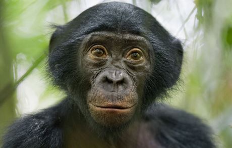 Worls Press Photo - 3. místo v kategorii Nature Stories, fotograf Christian Ziegler, Nmecko. impanz bonobo v rezervaci Kokolopori v Demokratické republice Kongo.