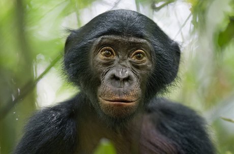 Worls Press Photo - 3. místo v kategorii Nature Stories, fotograf Christian Ziegler, Německo. Šimpanz bonobo v rezervaci Kokolopori v Demokratické republice Kongo.