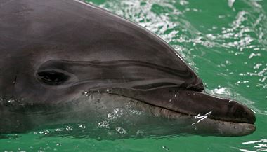 Delfín (ilustrační foto).