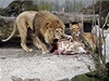 irafí mlád se stalo potravou pro lvy z místní zoo.