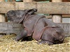 Malé mlád nosoroce v plzeské zoo. Ilustraní foto.