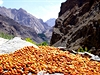 Nejastji pstovaným ovocem v Ladakhu je pekvapiv meruka. Úrodu je teba...