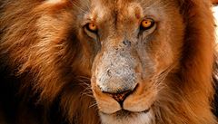 Král zví�at obývá snad ka�dý národní park a soukromé rezervace. Je tedy více ne� pravd�podobné, �e Vám n�kde cest p�ek�í�í