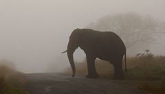 Hluhluhwe NP - setkání v ranní mlze