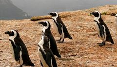 Tu��ák africký na Boulders beach u Kapského m�sta