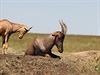 Destky gazel, zeber, iraf, oryx, antilop, slon, hyen, akal, ptros i lv...