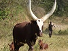Desítky gazel, zeber, iraf, oryx, antilop, slon, hyen, akal, ptros i lv...