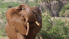 Ka�doro�ní migrace stád nejr�zn�j�ích druh� býlo�ravc� k nevysychajícím zdroj�m...