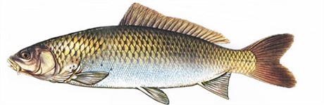 Kdepak nový druh s prvky lososa, jen nadsázka. Zmna bude uvnit; vdci z IKEM a Jihoeské univerzity díky zvlátním krmným smsím zvýili pomr prospných látek v rybích filetech.