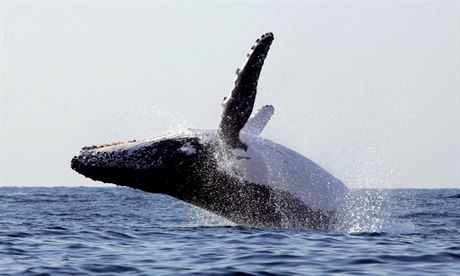 Japonci v souasnosti loví 950 velryb ron, oficiáln pro vdecké úely.