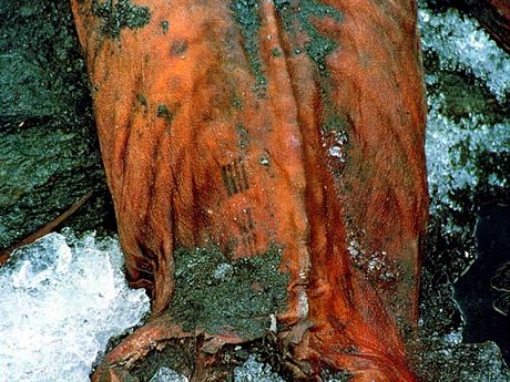 Nejrozpitjí tetování svta by ml mít alpský Ötzi, mumie, v jejím tle se tetovací pigment uchoval 5300 let. Britský vdec vak pracuje v mnohem mením asovém rozptí.