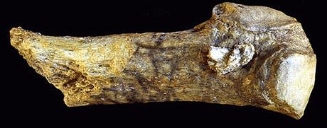 Detektivka z amerického pravěku? Hrot vetknutý v mastodontím žebru  je stár 13 800 let.