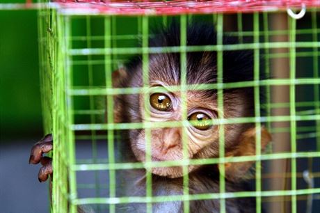 Co oi nevidí, srdce nebolí. Na rozdíl od pokusných malp kapucínských ví tahle opika z trhu v indonéské Yogjakart o ekonomii jedinou vc: e je lidem na prodej za zhruba 700 korun.