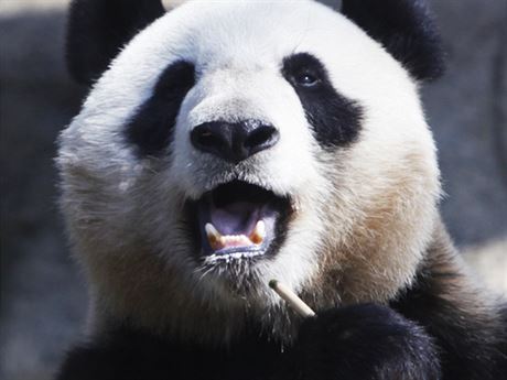 Pandí matka Shin Shin v dubnu žádnou diplomacii neřešila a spokojeně v tokijské zoo pojídala bambus.