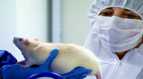 Laboratorní krysy po krmení upravenou kukuřicí či zasažené herbicidy od známé firmy Monsanto prý trpěly rakovinou a předčasně umíraly. Nyní to ovšem jiní vědci popírají.