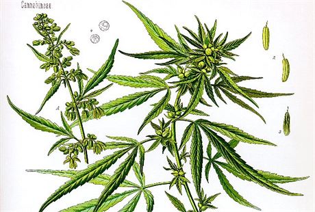Zakleté rostlinky konopí (cannabisu) doprovázejí lidstvo nejméně od časů Hérodotových.