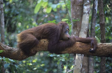 Orangutan bez detného pralesa nepeije.