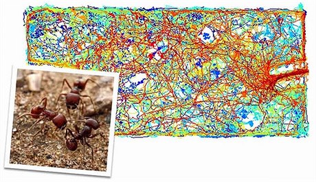 Vědci ze Stanfordovy univerzity zmapovali komunikační kanály rudých mravenců - někteří mají 40 kontaktů, ale jiní celé stovky. Sítě jsou podobné těm, jaké si budují lidé na internetu.