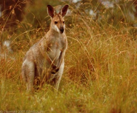Sightings of the errant marsupial fit the red-necked wallaby