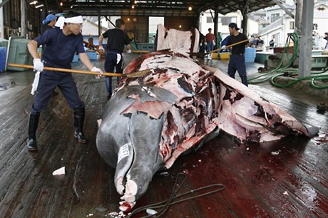 Japonsko obhajuje lov velryb právem na zachování tradiční kuchyně.