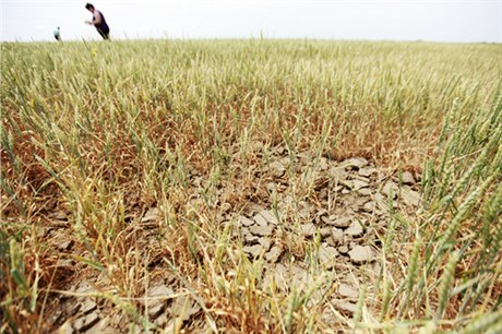 V Rusku odhadují tamní experti v některých oblastech pokles hektarových výnosů pšenice až o polovinu (na snímku suchem a kobylkami zdevastovaný lán pšenice u Stavropolu).