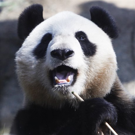 Pandí matka Shin Shin v dubnu žádnou diplomacii neřešila a spokojeně v tokijské zoo pojídala bambus.