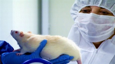 Laboratorní krysy po krmení upravenou kukuřicí či zasažené herbicidy od známé firmy Monsanto prý trpěly rakovinou a předčasně umíraly. Nyní to ovšem jiní vědci popírají.