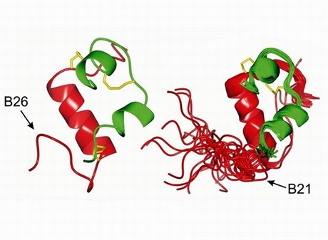 Struktury vysoceafinitních inzulínů, které zkoumají vědci z Akademie věd.