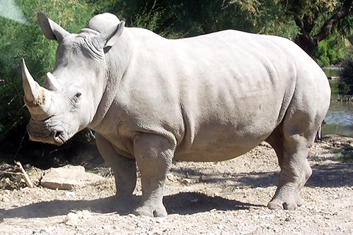 V poslední době se pytláci zaměřují právě na nosorožce bílého.