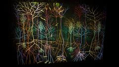 Magic Forest by Andrew Carnie, 2002
