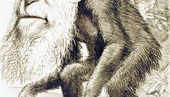Charles Darwin z opice pocházel, jak ukázala jeho dobová karikatura z roku 1871, ale prezidentův poradce Petr Hájek rozhodně nikoli, jak před třemi lety zdůraznil.