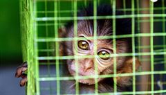 Co oči nevidí, srdce nebolí. Na rozdíl od pokusných malp kapucínských ví tahle opička z trhu v indonéské Yogjakartě o ekonomii jedinou věc: že je lidem na prodej za zhruba 700 korun.
