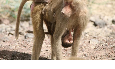 Opice s mlaty v Etiopii.